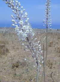 Urginea maritima - sea squill